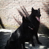 Foto van Rox & Farah