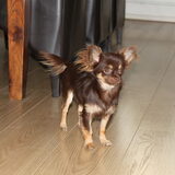Lara, choco tan meisje van 7 maand
