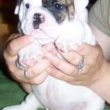Onze nieuwe pup Jess is nu 6 weken oud, nog 2 weekjes geduld en dan…