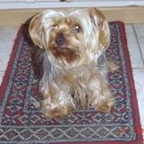 en dit is ons Cheena.