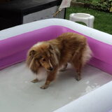 Daisy IN het zwembad.. 2 seconden...