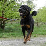 knappe ty