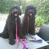 Gadget & Google met hun nieuwe riemen en halsbanden met naam.