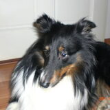 Bobbie (Sheltie) jan. 2008 - bij Hans thuis -Leiden