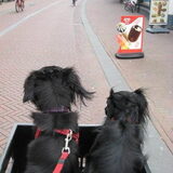 Samen in het fietsmandje