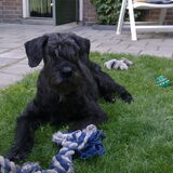 April op haar "oude dag" nog graag met speeltjes in de weer. RIP Oh wat…