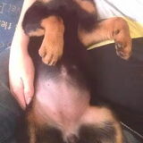 pup van mijn ouders