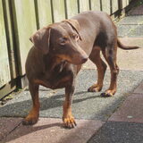 Prinsesje