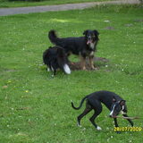 Bobbie (Sheltie) Flip en Soes (Whippet) Vliet- spelend met elkaar…