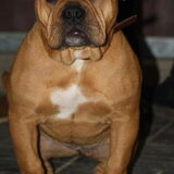 Petit Bulldogs Beau