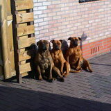 vader Junior - dochter Isa - moeder Ginger