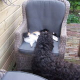 Wat wil ik toch graag spelen met poes Fien! (geduld Billy geduld)