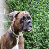 22-08-2012 nelson 9 maanden