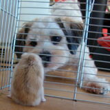Bobje Marley en Sammy