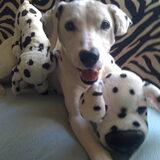 Onze oude dalmatiër