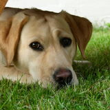 Mila, mijn grote liefde! geboren 14/10/2009 Hier 1.5 jaar