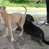 axa & tyson!
