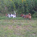 Foto van ~**Saar,  Dexx & Daya **~
