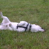 roll over!