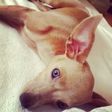 ivy 5 maanden. blue eyes pose