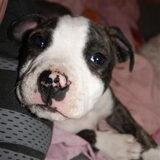 Ons pitbulleke als ze juist bij ons was :)