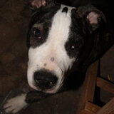 Zo is ons pitbulleke nu ongever, nog niet zo heel lang gelede getrokke.