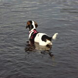 in het water