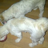 Slaappapje (cottage cheese, rauwe notenmix, fruitmix en honing)