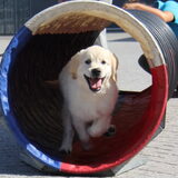 Tijdens puppcursus door een tunnel.