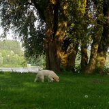 Lekker snuffelen op het Brielse meer.