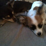 Foto van Toby <3