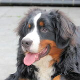 max 7 maanden