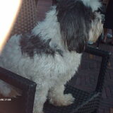 Foto van liesbeth,Turbo,Luna, Levi en Faith