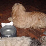 Foto van liesbeth,Turbo,Luna, Levi en Faith