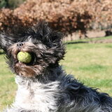 Dit is Babs in aktie. Ze is gek op tennisballen.