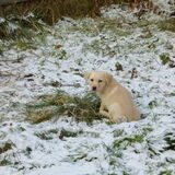 2 maanden
