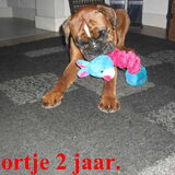 Foto van Riet
