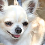 Foto van chihuahua's
