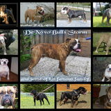 storm zn voorouders