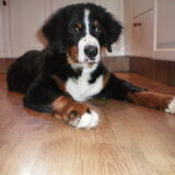 5,5 maand oud