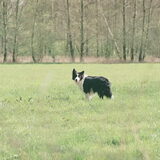 lekker in het weiland