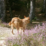 Sem op de heide 29-08-2012