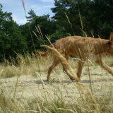 Sem op de heide 29-08-2012
