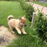 30/07 Chiko 10 weken oud