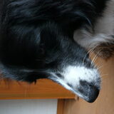 Foto van silke & woody