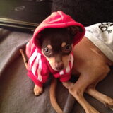 hahahahaha adidog vestje voor junior