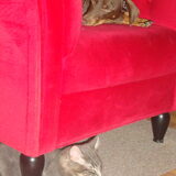 Leven als kat en hond...
