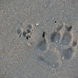 Samen