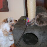 Samen spelen