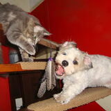 Samen spelen